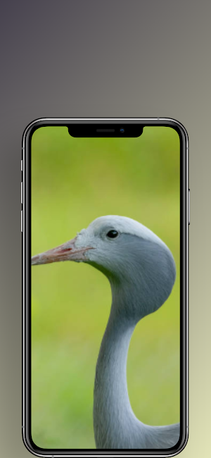 Green  Backgrounds- Wallpapers Screenshot 3
