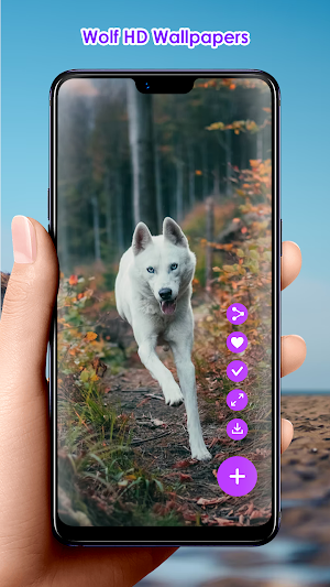 Wolf HD Wallpapers Screenshot 2