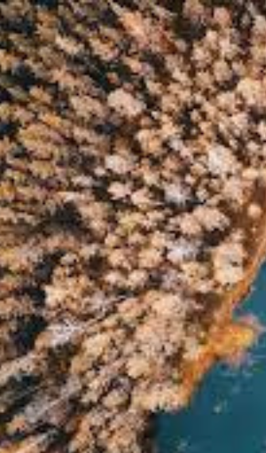 خلفيات بنية Full HD Screenshot 1
