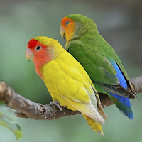Lovebird Sounds