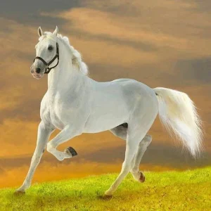 صور خيول Screenshot 0