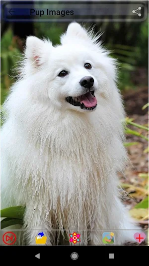 Puppy Dog Images Screenshot 3