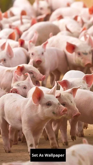pig wallpaper Screenshot 3