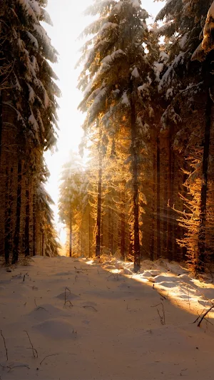 Sunbeam Wallpapers Screenshot 0