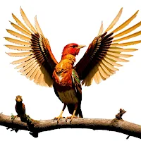 فینیکس مووی (فیلم و سریال)