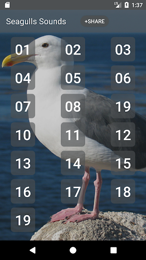 Seagull Sounds Screenshot 0