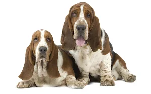 basset hound dog wallpaper HD Screenshot 2