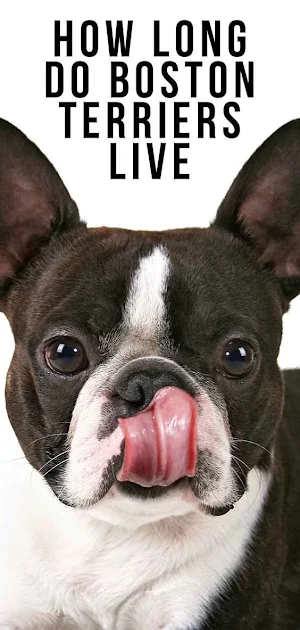 Boston Terrier Dog Wallpapers Screenshot 3