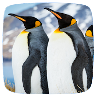 Penguin Sounds