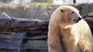 Polar bear wallpapers Screenshot 2
