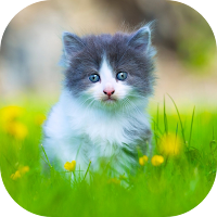 10000 Animals Wallpapers