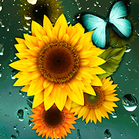 Sunflower With Rain- Wallpaper