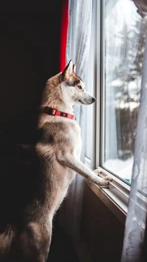Dogs HD Wallpaper (offline) Screenshot 3
