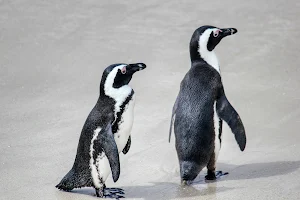 Sounds penguin screenshot 3
