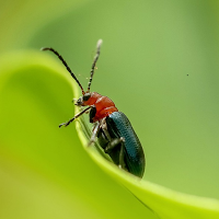 Insect identifier