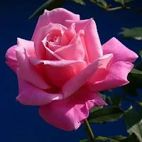 Flowers and roses