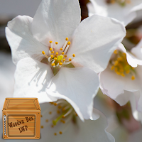 beautiful white flower lwp