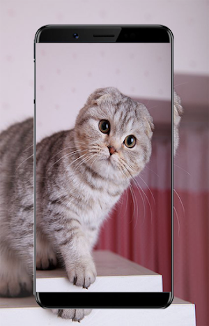 Kitten Wallpapers Screenshot 3