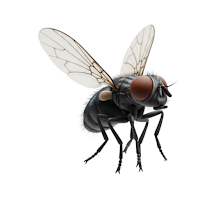 Swatter