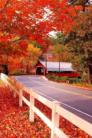 Fall Wallpaper 2023 Screenshot 3