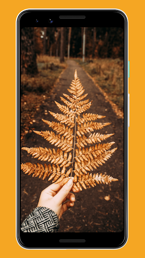 Fall Wallpapers & Backgrounds Screenshot 0