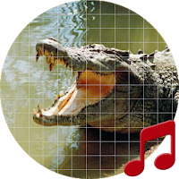 Crocodile sounds ~ Sboard.pro