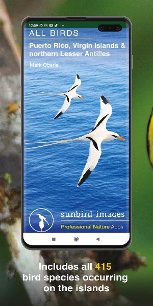 All Birds West Indies: Puerto Rico east to Antigua Screenshot 0