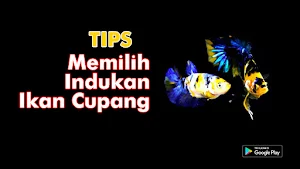 Cara Ternak Ikan Cupang 2021 L Screenshot 2