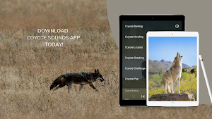 Coyote Sounds - Wild Coyote Calls Screenshot 2