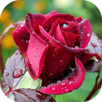 rose wallpaper