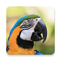 Parrot Bird Sound Collections ~ Sclip.app