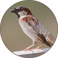Sparrow Bird Sounds