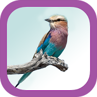 Sasol eBirds: Kruger Park