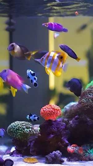 Aquarium Video Wallpaper Screenshot 0