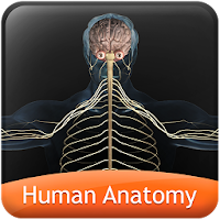 HumanAnatomy-NervousSystem