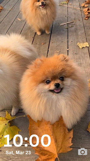 Pomeranian Wallpaper HD & 4K Screenshot 2