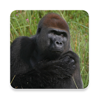 Gorilla Sound Collections ~ Sclip.app