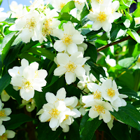 Jasmine Wallpaper