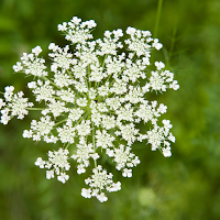Queen Anne's Lace Wallpaper