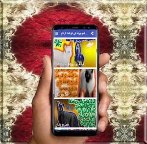 لعشاق القطط اندر واجمل القطط الموجودة في كوكبنا Screenshot 1