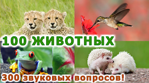 Животные для детей и малышей: обучающие карточки Screenshot 0