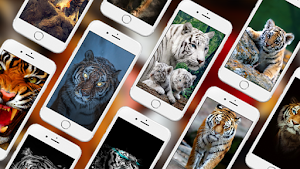 Tiger 4k Wallpapers Screenshot 0