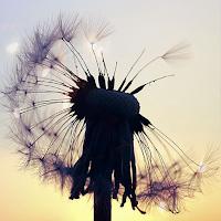 Dandelion Wallpaper