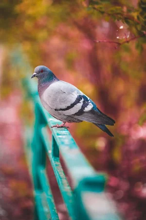 Pigeon Video Wallpapers Screenshot 3