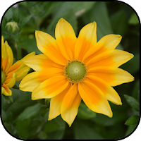 Yellow flowers wallpapers