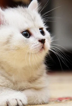 Wallpaper Cute Screenshot 1