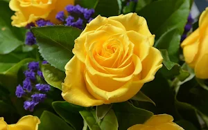 Yellow Rose Wallpapers Screenshot 2