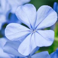 Plumbago Flower Wallpapers HD