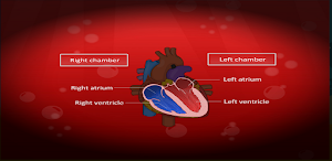 Circulatory and Lymphatic Systems Screenshot 2
