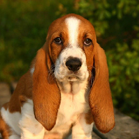 Basset Hound Wallpapers